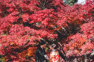 京都で紅葉の前撮り