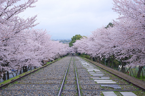 京都市の桜の下で前撮りロケーションフォトはいかがですか